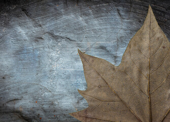 Fototapeta na wymiar Fundo e textura de cimento e folha seca