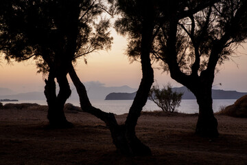 silhouette of a tree at sunset