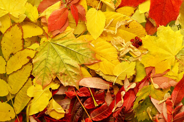 Naklejka na ściany i meble Autumn wet fallen colorful leaves in water