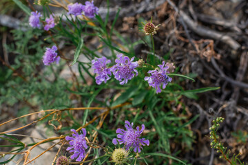 Light blue violet flowers, field plant growing among green grass in Siberian meadow. Baikal lake nature. Summer nature