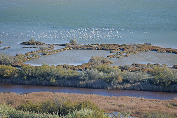 Groupe de flamants roses dans l'étang de La Palme, Aude, Languedoc, Occitanie.