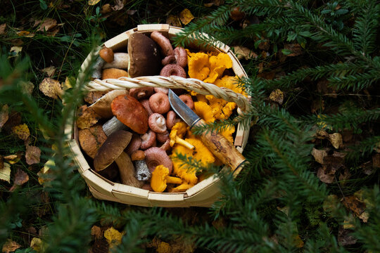 Wooden basket full of different freshly picked wild and edible mushrooms in Estonian boreal forest during autumn. 