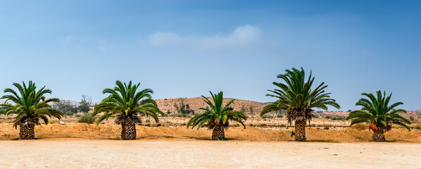 Row of of date palms. Image depicts rapidly developing agriculture industry in desert areas of the...