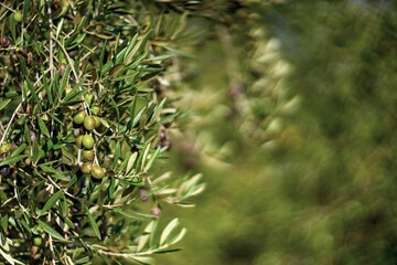 Olive fruits on a branch.Young olive fruits. Fruits grown on the olive tree