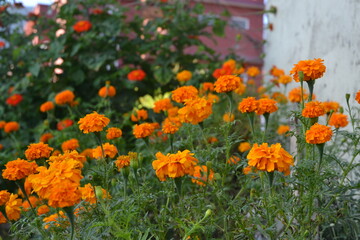 marigold flowers in the garden.