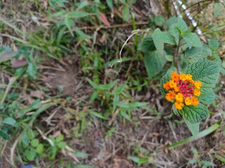 Multi colored lantana camara with green leaves in real nature