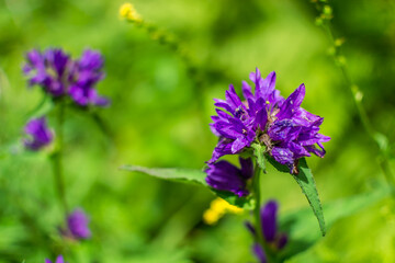 Purple lush flowers, field plant growing among light green grass in Siberian meadow. Summer forest nature. Close-up