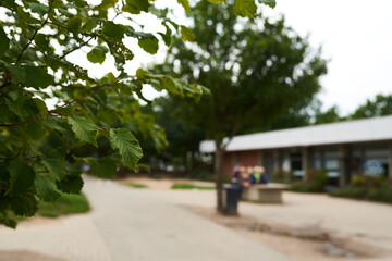 Fototapeta na wymiar Closeup of leaf on a tree in a school