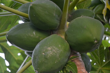 green papaya fruits in a tree.