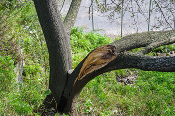 Broken trees after a storm wind.