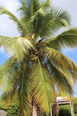 Obraz premium palm tree coconut brazilian beach paradise 