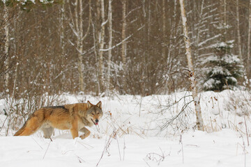 Wolf. Wild animal on snow in winter forest. Canis lupus