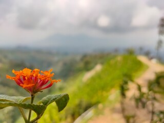 Lantana Camara flower on the Mangli hiking trail. Mount Sumbing