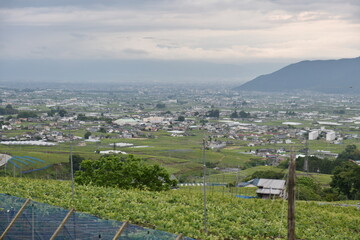 勝沼ぶどう郷