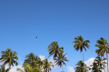 palm tree coconut brazilian beach paradise 