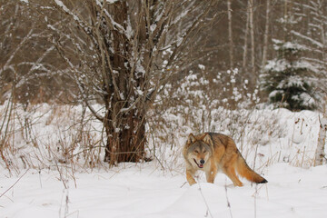Fototapeta na wymiar Wolf. Wild animal on snow in winter forest. Canis lupus