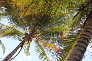 Fototapeta premium palm tree coconut brazilian beach paradise 