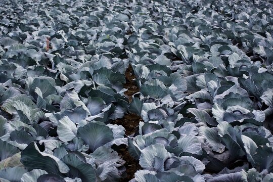 Kohlfeld vor der Ernte