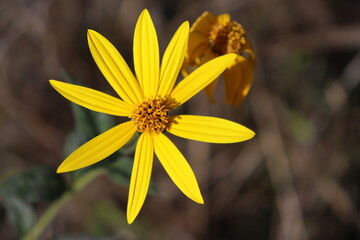 yellow flower in the garden