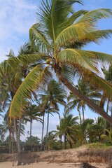 Fototapeta premium palm tree coconut brazilian beach paradise 