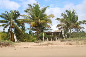 Obraz premium palm tree coconut brazilian beach paradise 