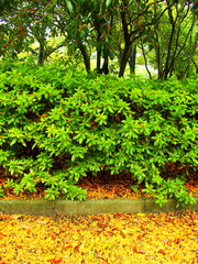 Fototapeta premium 金木犀の花びら散る雨の公園風景