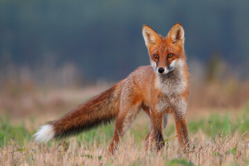 Red fox. Wild animal. Vulpes vulpes