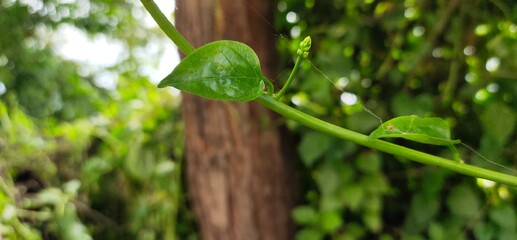 heart shape leaves