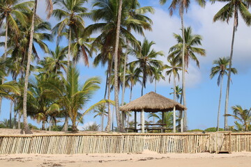 Fototapeta premium palm tree coconut brazilian beach paradise 