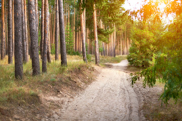 A beautiful path in the pine forest illuminated by sunlight.