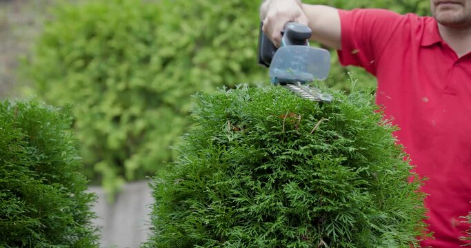 gardener pruning and shaping evergreen thuja hedge with electric trimmer