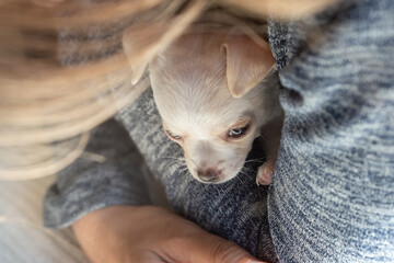 Woman hands hold cute white puppy. Chihuahua dog indoor .