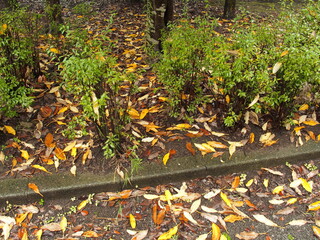 ユズリハの枯れ葉散る秋雨の公園風景