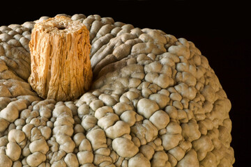 details of italian pumpkin peel in lead green color