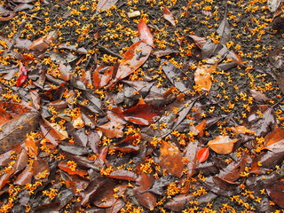 秋の雨の公園に散る金木犀の花びらと枯れ葉