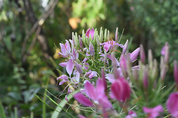  pink cleome flower in autumn garden