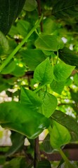 heart shape leaves
