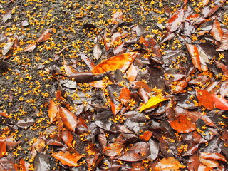 秋の雨の公園に散る金木犀の花びらと枯れ葉