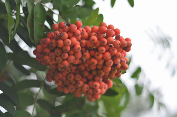 Rowan on a tree branch .