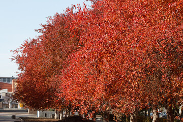 Trees with orange foliage in autumn