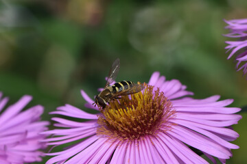 bee on pink flower