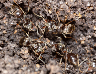 Ants crawl on the ground.