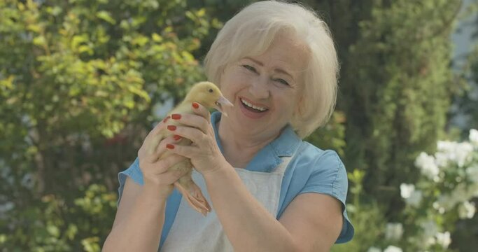 Happy senior woman holding duckling and smiling at camera. Portrait of cheerful Caucasian blond lady enjoying sunny summer day outdoors with baby duck. Cinema 4k ProRes HQ.