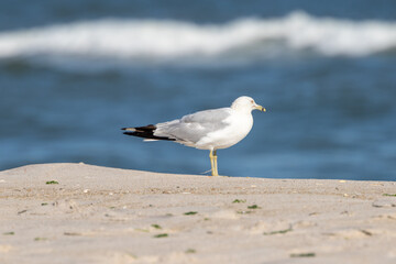 West Gilgo Beach Birds