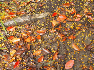 秋の雨の公園に散る金木犀の花びらと枯れ葉 Wall Mural Smtd3