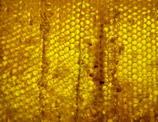 Drop of bee honey drip from hexagonal honeycombs