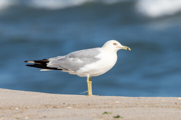 Fototapeta na wymiar Birds At West Gilgo Beach
