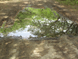 公園の水たまり