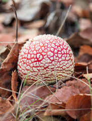 The red fly agaric mushroom grows in the forest.