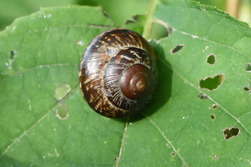 snail on a leaf